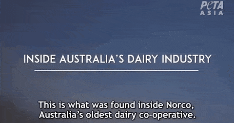 这支澳洲偷拍纪录片曝光，原来被中国追捧的澳洲奶背后如此可怕......（视频/组图） - 1