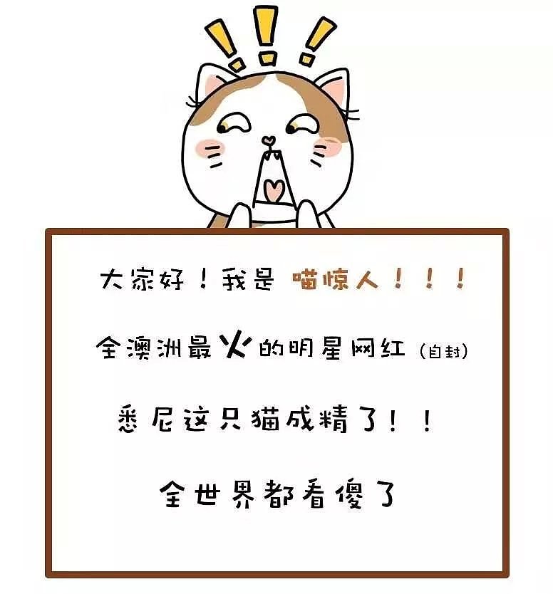 【宠物】悉尼这只猫成精了！！眼前一幕，让全世界的人惊得下巴着地.. - 1