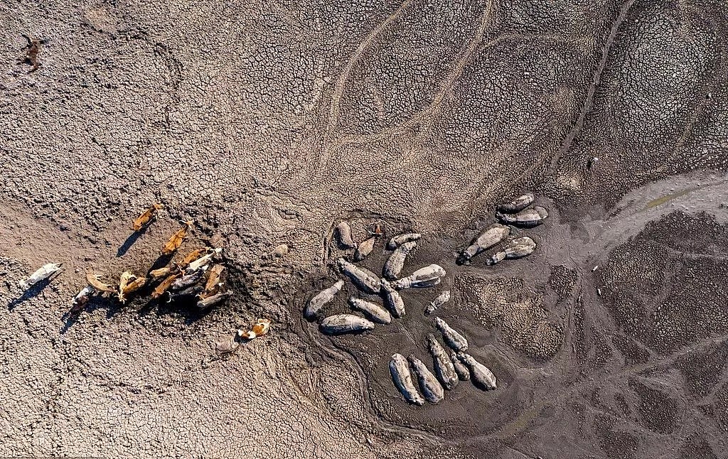 澳洲山火烧死1000只考拉背后，地球还有上万只动物等待死去（组图） - 52