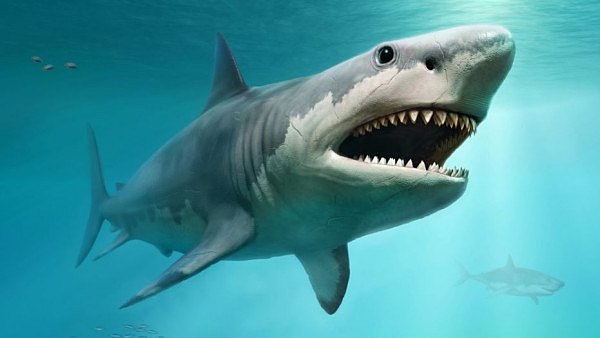 megalodon.jpg,0