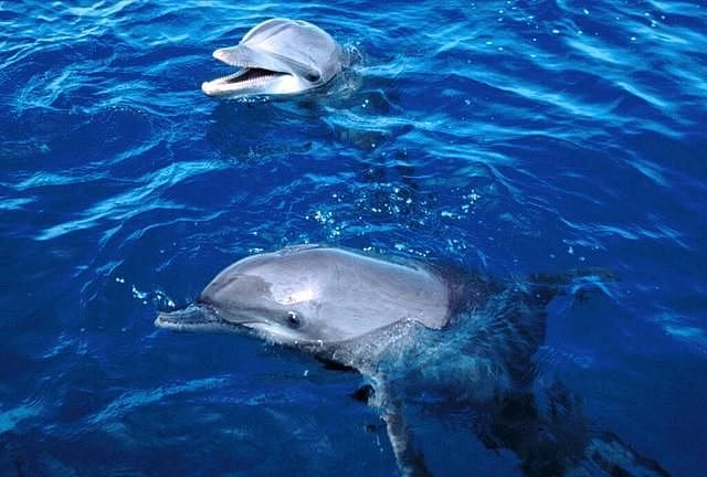 海豚也伤人？墨西哥海豚拖10岁英国女孩下水，咬得她遍体鳞伤