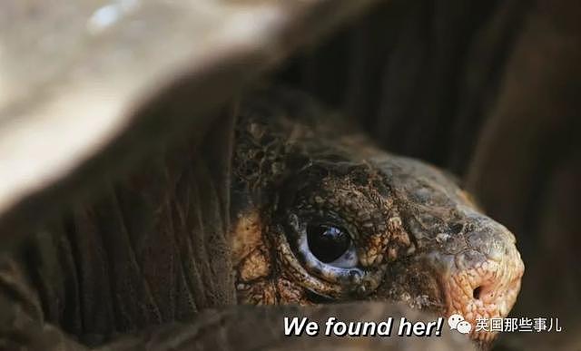 这巨龟消失了一个世纪，终于有人在地狱般的群岛上，找到了它