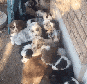 【宠物】澳洲设立第一家牧羊犬幼儿园：放羊，要从娃娃抓起！ - 4
