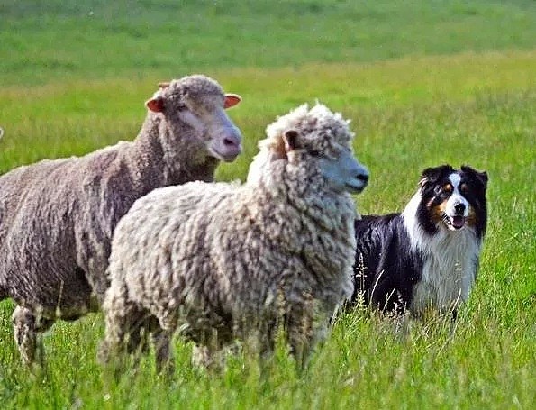 【宠物】澳洲设立第一家牧羊犬幼儿园：放羊，要从娃娃抓起！ - 9