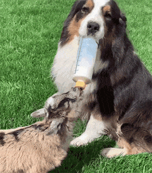 【宠物】澳洲设立第一家牧羊犬幼儿园：放羊，要从娃娃抓起！ - 10