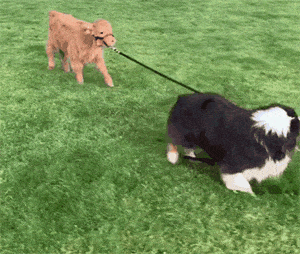 【宠物】澳洲设立第一家牧羊犬幼儿园：放羊，要从娃娃抓起！ - 11