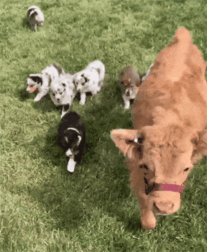 【宠物】澳洲设立第一家牧羊犬幼儿园：放羊，要从娃娃抓起！ - 12