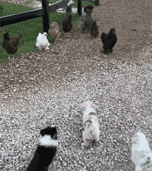 【宠物】澳洲设立第一家牧羊犬幼儿园：放羊，要从娃娃抓起！ - 14