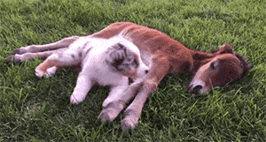 【宠物】澳洲设立第一家牧羊犬幼儿园：放羊，要从娃娃抓起！ - 16