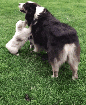 【宠物】澳洲设立第一家牧羊犬幼儿园：放羊，要从娃娃抓起！ - 17
