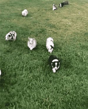 【宠物】澳洲设立第一家牧羊犬幼儿园：放羊，要从娃娃抓起！ - 21