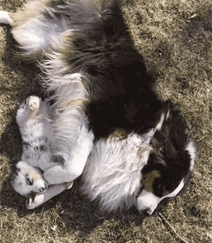 【宠物】澳洲设立第一家牧羊犬幼儿园：放羊，要从娃娃抓起！ - 23