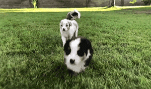【宠物】澳洲设立第一家牧羊犬幼儿园：放羊，要从娃娃抓起！ - 27