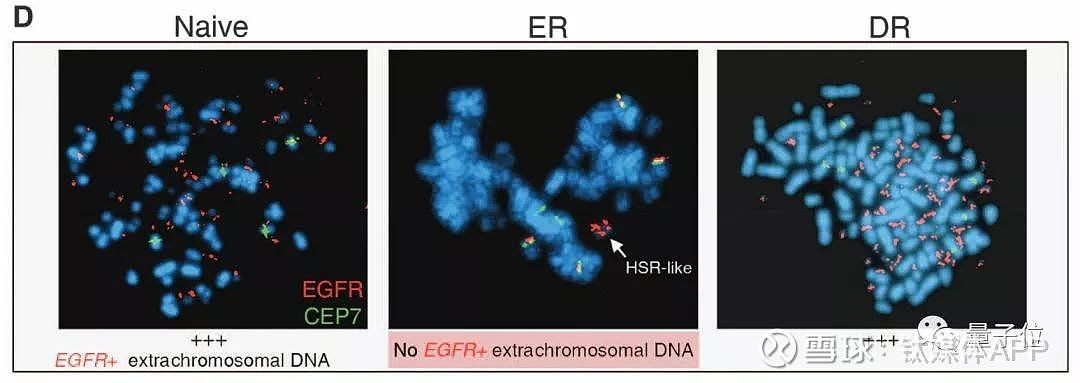 Nature惊人发现，最强癌基因竟然不在染色体上（组图） - 12
