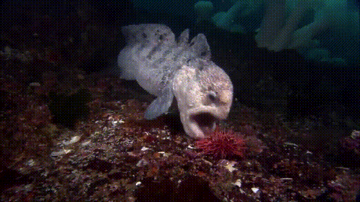 相貌丑陋的深海怪鱼 可生嚼海胆、咬碎螃蟹（组图） - 2