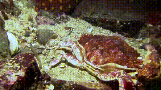 相貌丑陋的深海怪鱼 可生嚼海胆、咬碎螃蟹（组图） - 3
