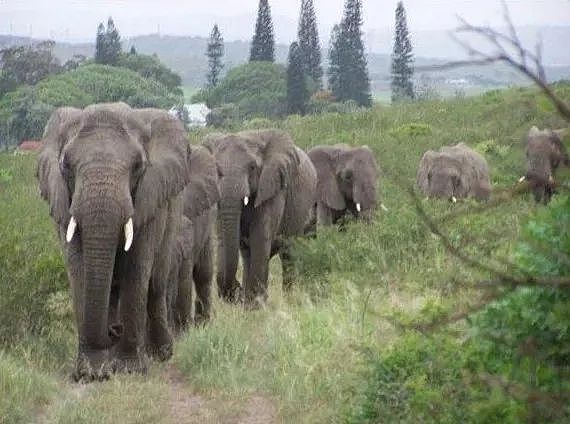 他救了7头大象，21只大象却赶来给他送葬 ！冷漠的世界，动物真的比人更长情（组图） - 15