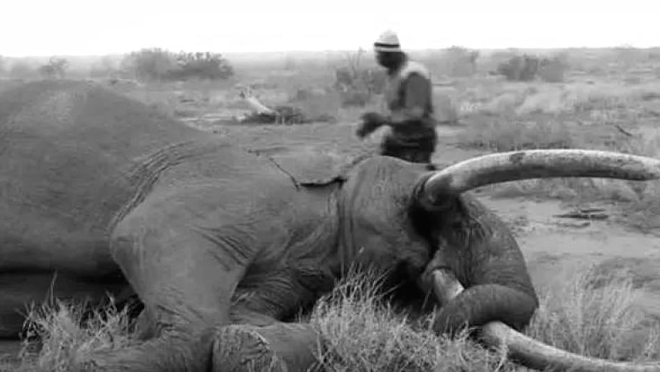 他救了7头大象，21只大象却赶来给他送葬 ！冷漠的世界，动物真的比人更长情（组图） - 16