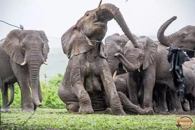 他救了7头大象，21只大象却赶来给他送葬 ！冷漠的世界，动物真的比人更长情（组图） - 29