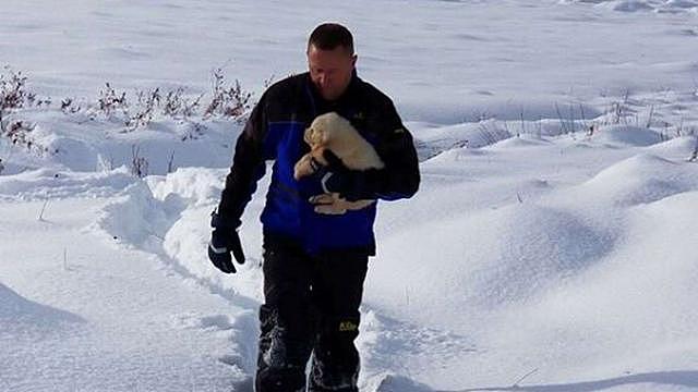 美国2人雪山发现羊尸体，羊皮内竟藏着3只白熊犬瑟瑟发抖缩成团