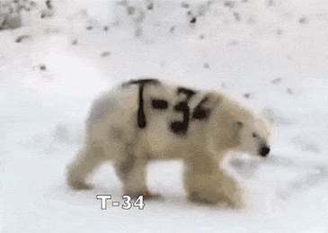 硬核俄罗斯人：北极熊身上被喷涂鸦