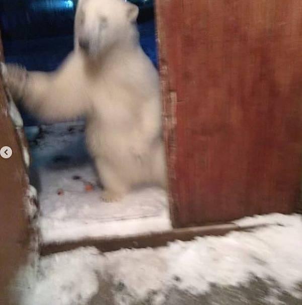 硬核俄罗斯人：北极熊身上被喷涂鸦