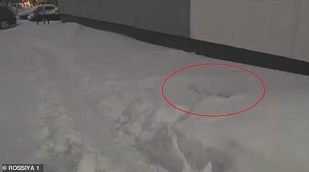 俄罗斯女童被自己的宠物猫从九楼推下，掉在雪堆里幸免于难