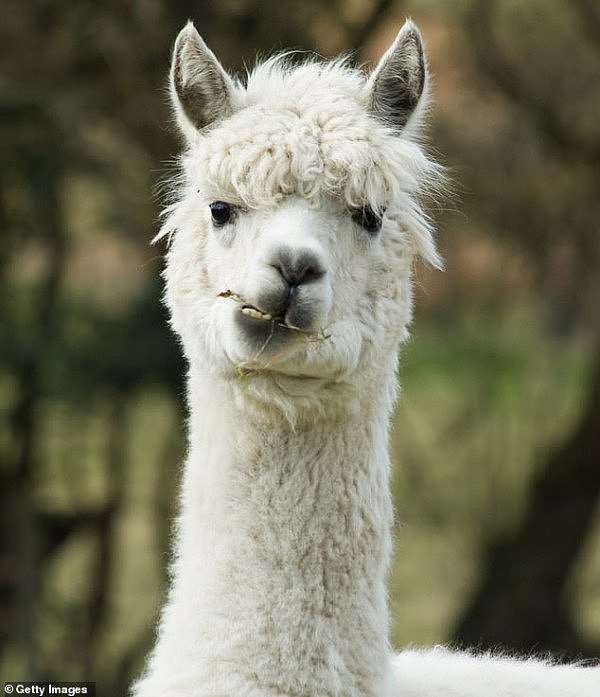 21930542-7766061-While_it_seems_Llamas_were_popular_in_2019_with_the_fluffy_four_-m-23_1575684603641.jpg,0