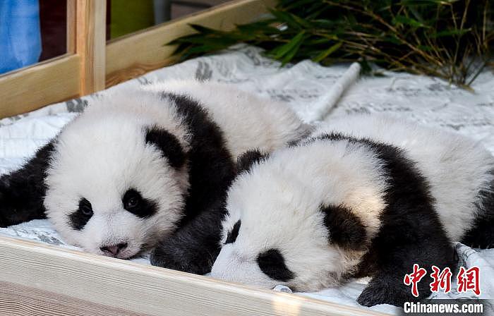 首对在德诞生的大熊猫双胞胎满百日命名正式公布（组图）