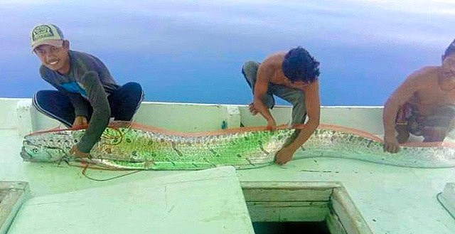 印度尼西亚渔民捕获深海怪鱼称是地震前兆（组图） - 1