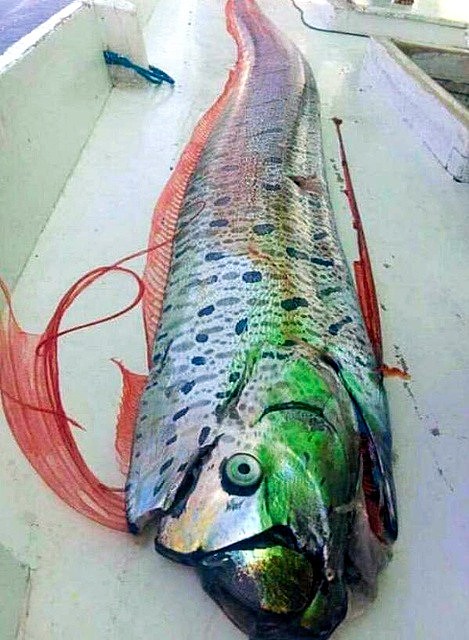 印度尼西亚渔民捕获深海怪鱼称是地震前兆（组图） - 2