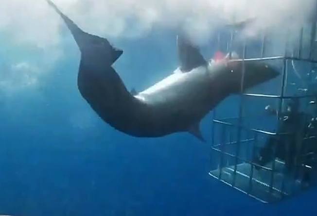 一条大白鲨向有4名潜水客在内的鲨笼发动攻击，头却不幸卡在缝隙间。 鲨鱼不断猛力挣扎，造成腮部大量流血，在经历25分钟痛苦挣扎后不幸死亡。 CEN／@arturooislas