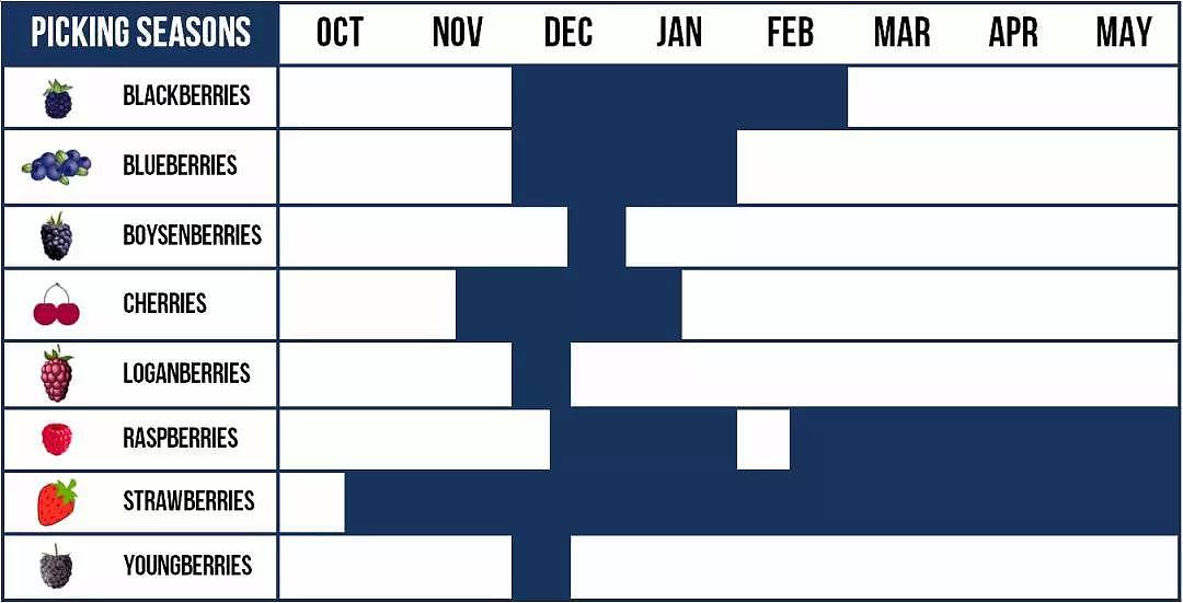 最强「夏日采摘攻略」，墨尔本周边4大新鲜果园！CBD1小时直达，N种水果现摘现吃！ - 3
