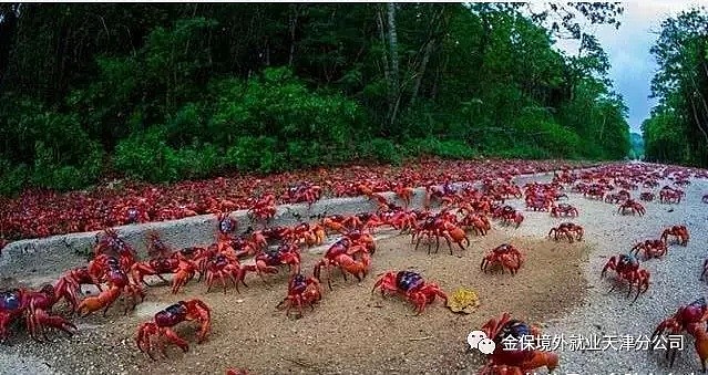 澳洲待遇不同的两种动物！一种专门造桥，一种喊话中国吃货！看完太扎心...（组图） - 2