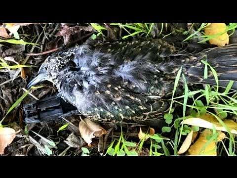英国300多只鸟集体自杀活活摔死，内脏四溅，目击者：恶臭难闻