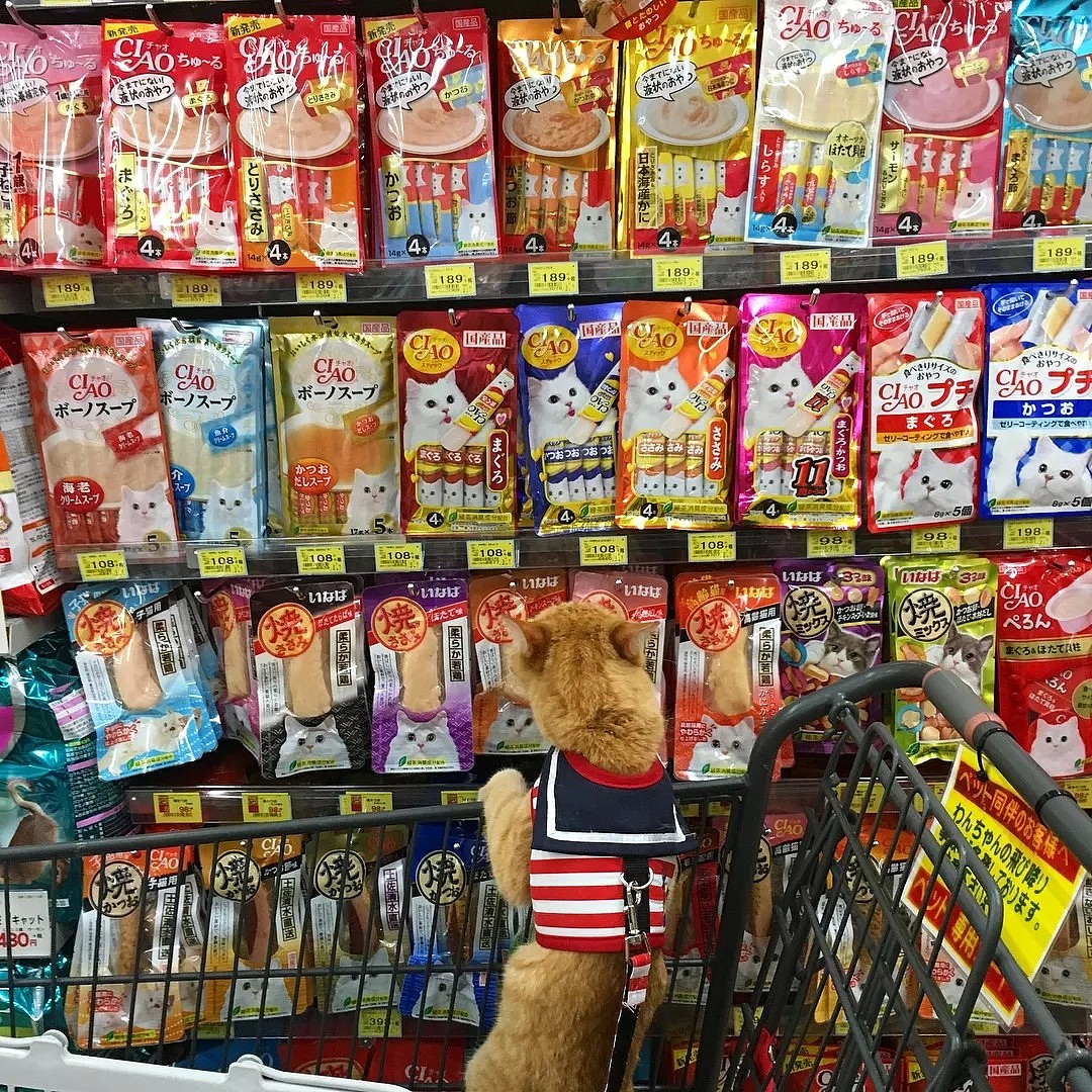【宠物】日本一喜欢逛超市的橘猫走红网络！这乖巧认真的画风，简直太萌了！ - 1