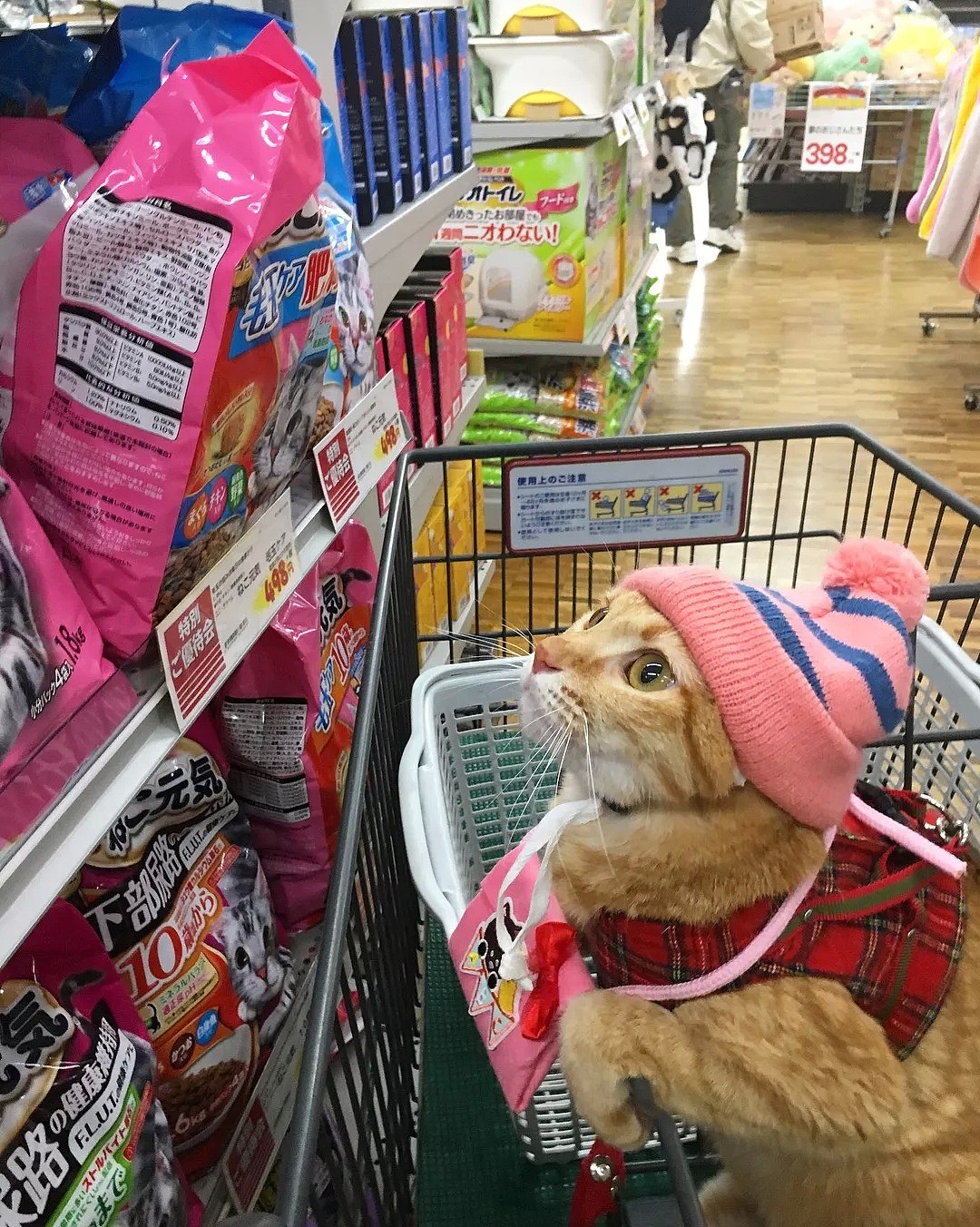 【宠物】日本一喜欢逛超市的橘猫走红网络！这乖巧认真的画风，简直太萌了！ - 3