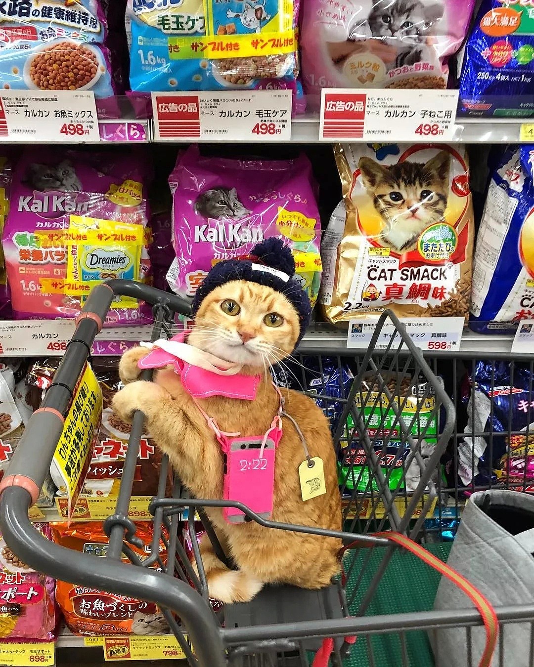 【宠物】日本一喜欢逛超市的橘猫走红网络！这乖巧认真的画风，简直太萌了！ - 4