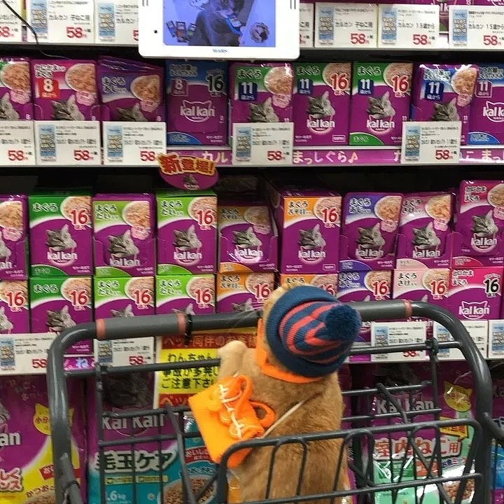 【宠物】日本一喜欢逛超市的橘猫走红网络！这乖巧认真的画风，简直太萌了！ - 6