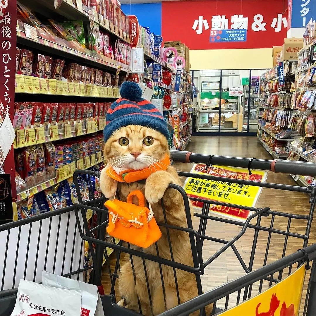 【宠物】日本一喜欢逛超市的橘猫走红网络！这乖巧认真的画风，简直太萌了！ - 7