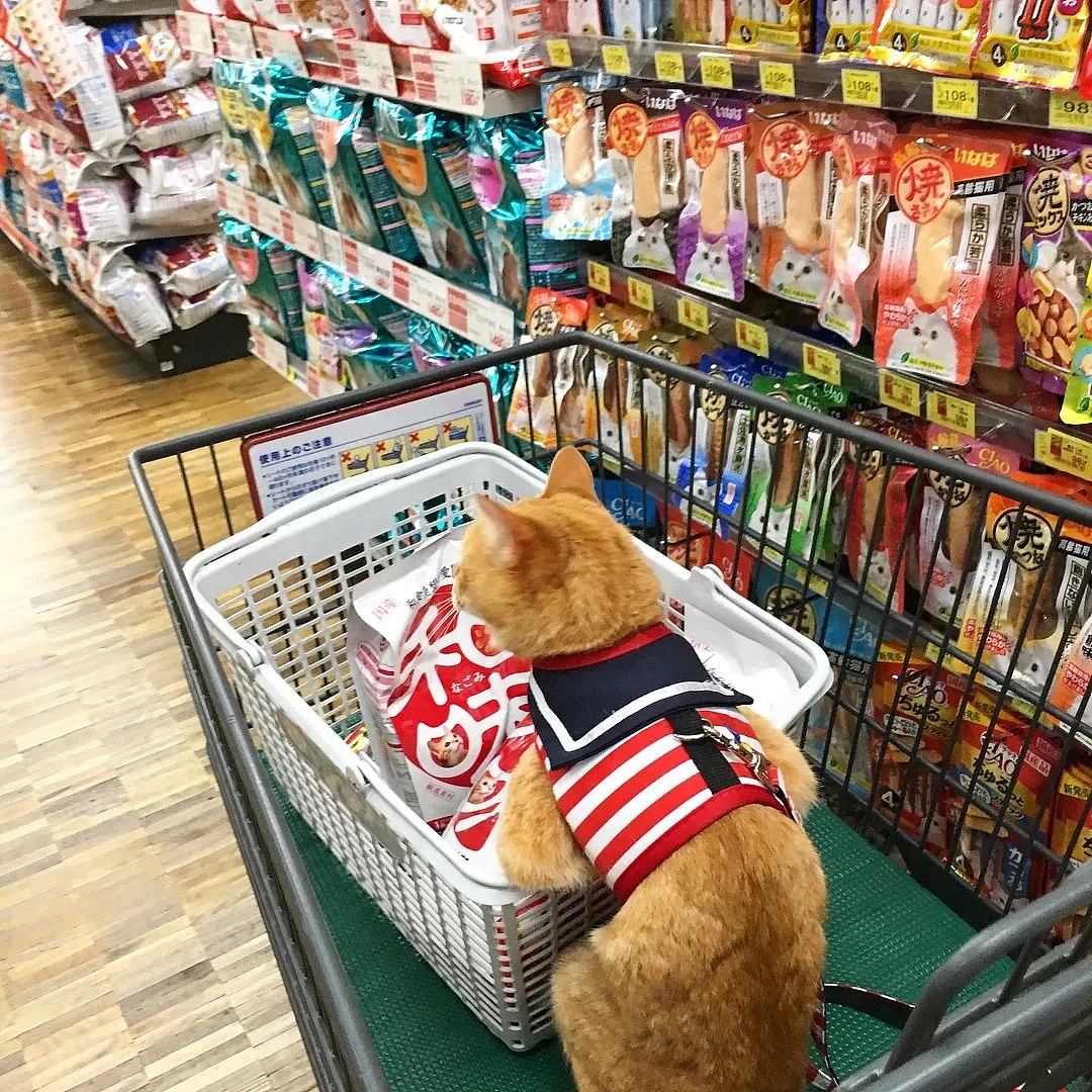 【宠物】日本一喜欢逛超市的橘猫走红网络！这乖巧认真的画风，简直太萌了！ - 9