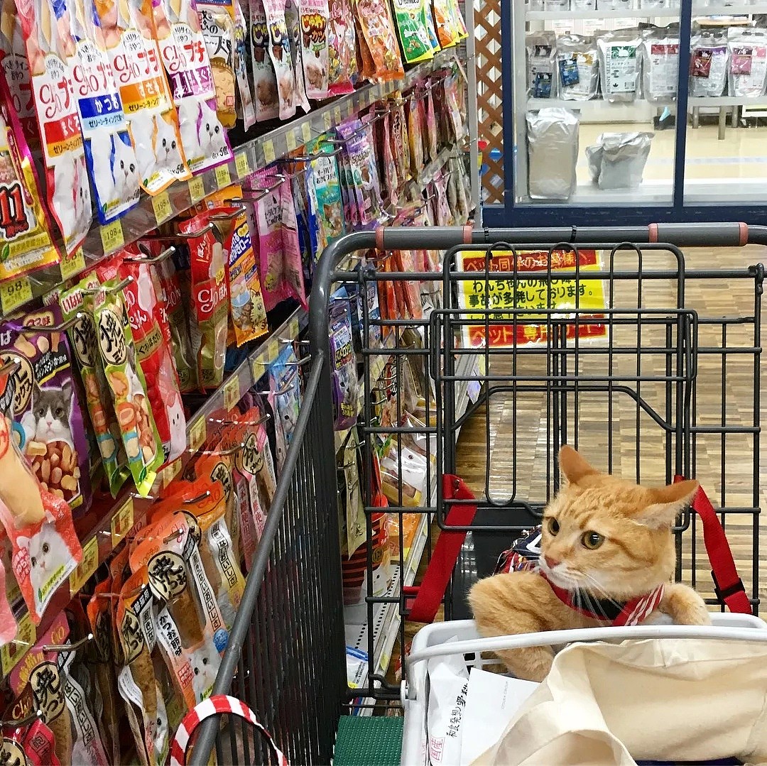 【宠物】日本一喜欢逛超市的橘猫走红网络！这乖巧认真的画风，简直太萌了！ - 10