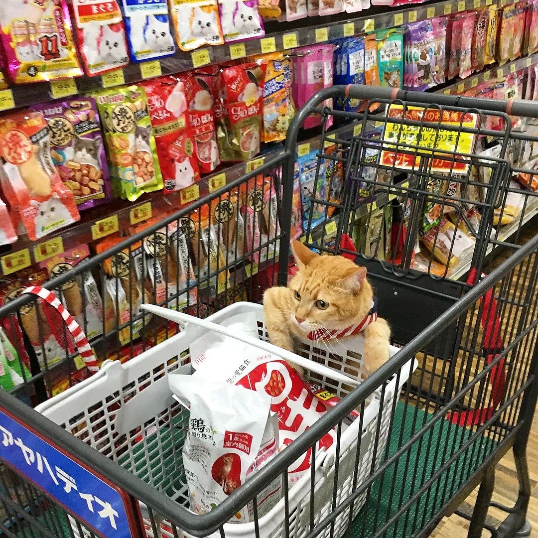 【宠物】日本一喜欢逛超市的橘猫走红网络！这乖巧认真的画风，简直太萌了！ - 11
