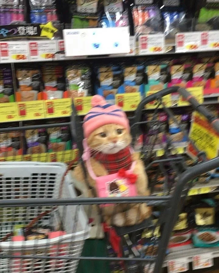【宠物】日本一喜欢逛超市的橘猫走红网络！这乖巧认真的画风，简直太萌了！ - 12