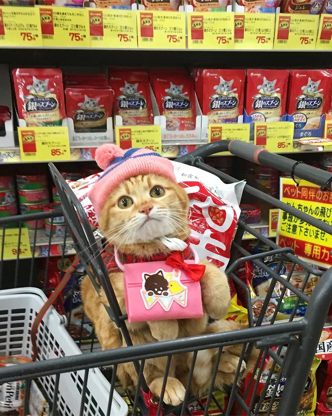 【宠物】日本一喜欢逛超市的橘猫走红网络！这乖巧认真的画风，简直太萌了！ - 13