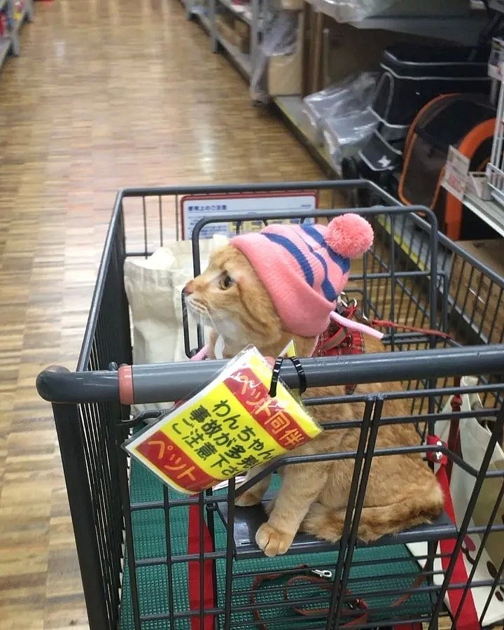 【宠物】日本一喜欢逛超市的橘猫走红网络！这乖巧认真的画风，简直太萌了！ - 14