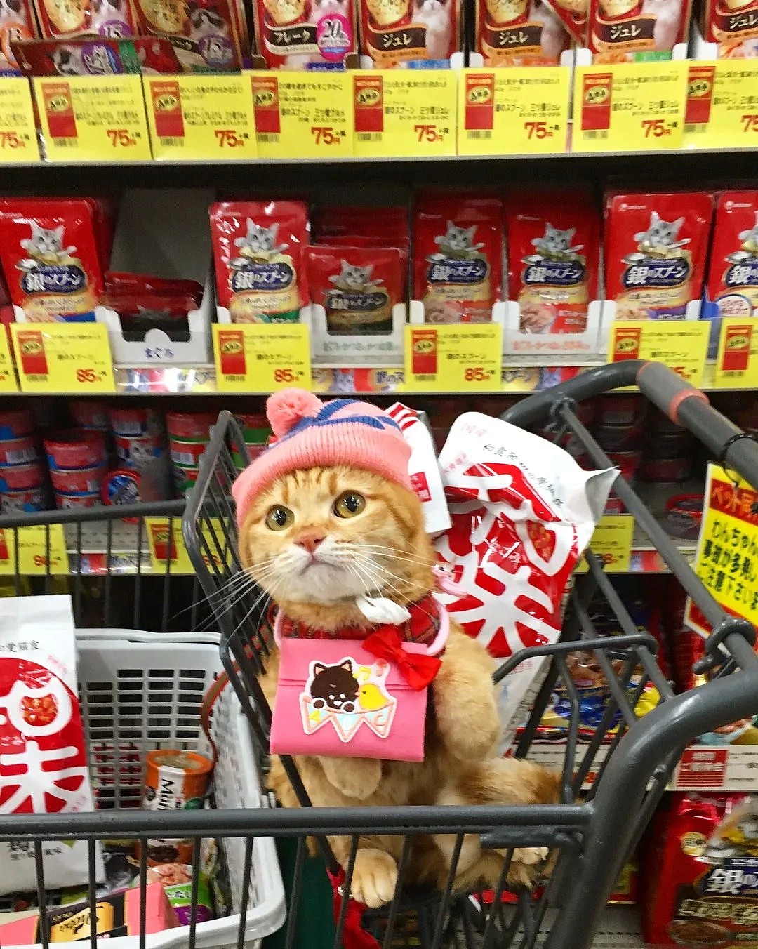 【宠物】日本一喜欢逛超市的橘猫走红网络！这乖巧认真的画风，简直太萌了！ - 16