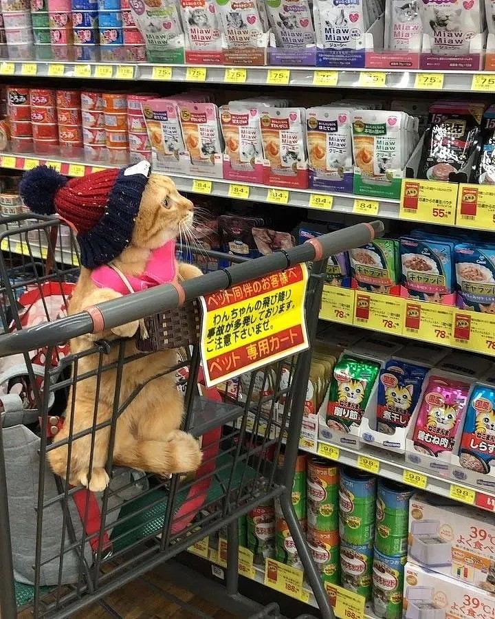 【宠物】日本一喜欢逛超市的橘猫走红网络！这乖巧认真的画风，简直太萌了！ - 17