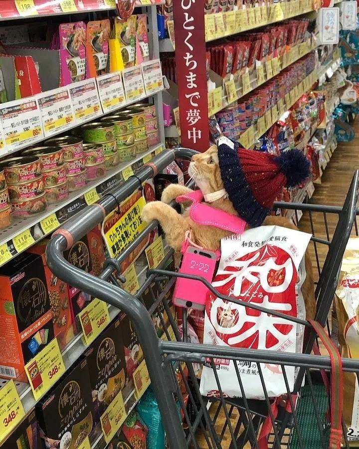 【宠物】日本一喜欢逛超市的橘猫走红网络！这乖巧认真的画风，简直太萌了！ - 18