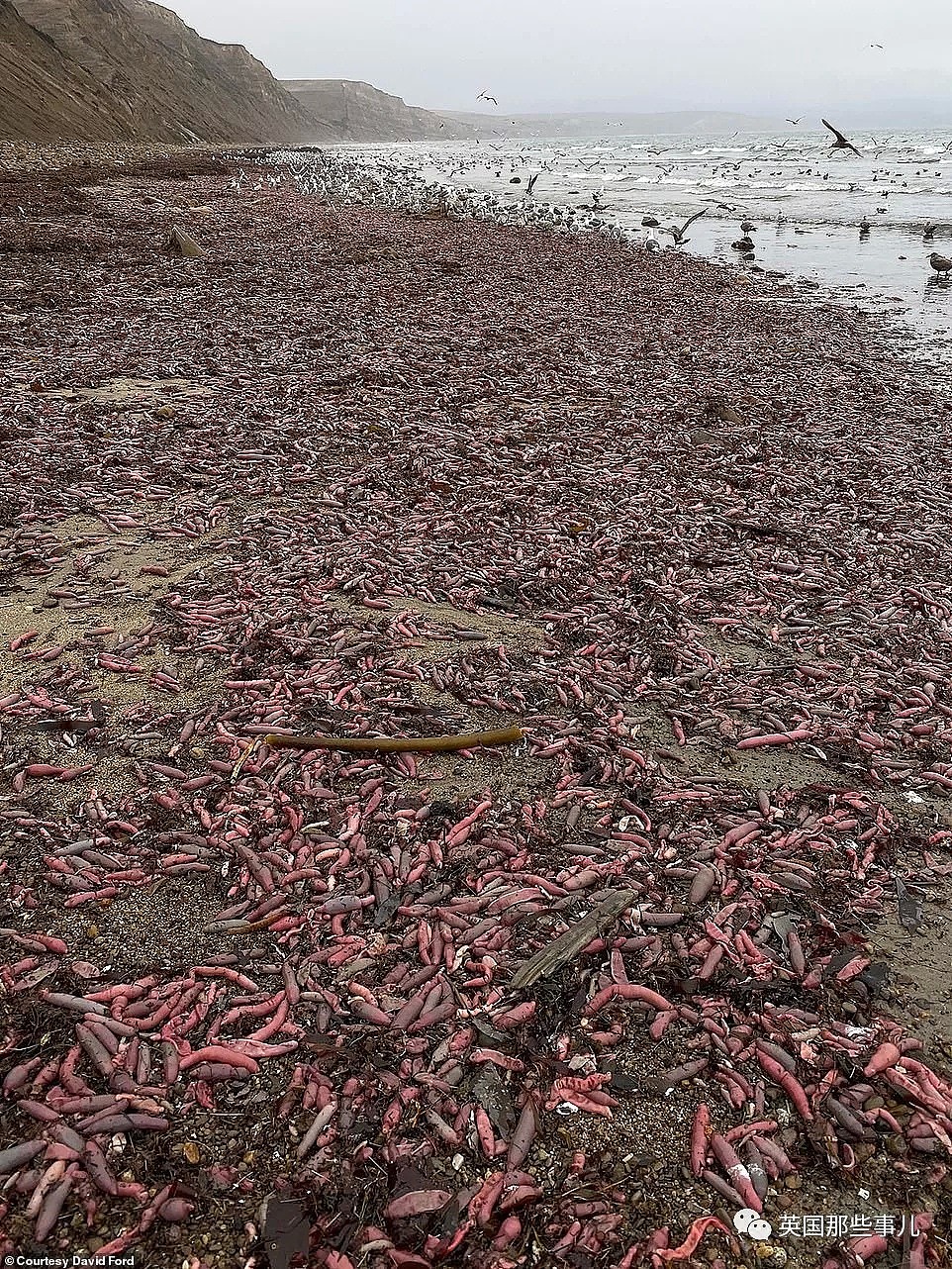 美国海滩搁浅成千上万海肠…外国网友：好污！中国网友：好吃！（组图） - 1
